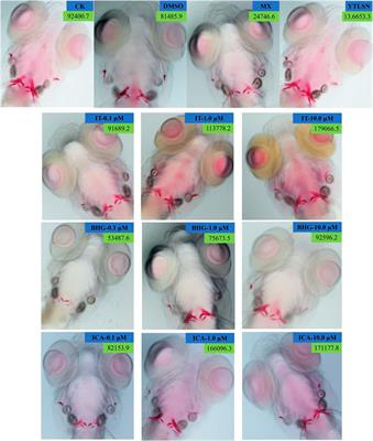 Prediction and Verification of Epimedium Flavonoids With Different Glycosylation Numbers in Reversing Glucocorticoid-Induced Bone Formation Inhibition by Molecular Docking and Zebrafish